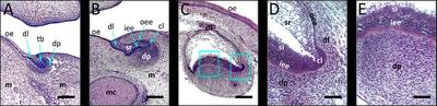 Syndecans and Enzymes Involved in Heparan Sulfate Biosynthesis and Degradation Are Differentially Expressed During Human Odontogenesis